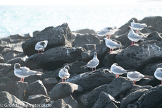 Galapagos-Tiere36.jpg